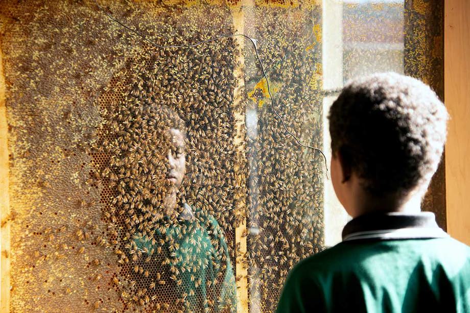 apiscope.jpg Student looks at bees in the Apiscope at Avalon Intermediate